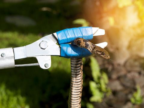 Snakes Control